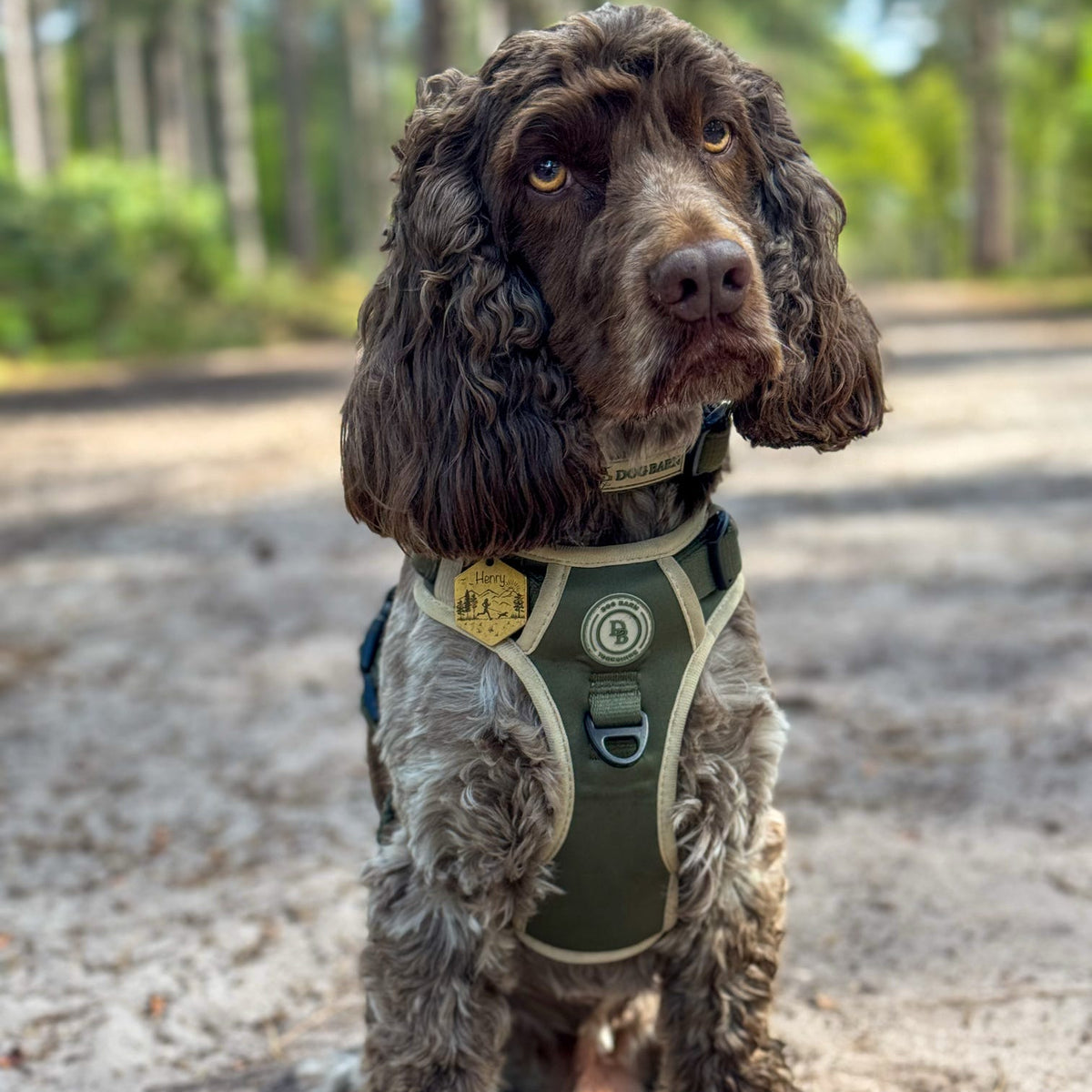 Dog wearing a green harness standing on a sandy path with trees in the background