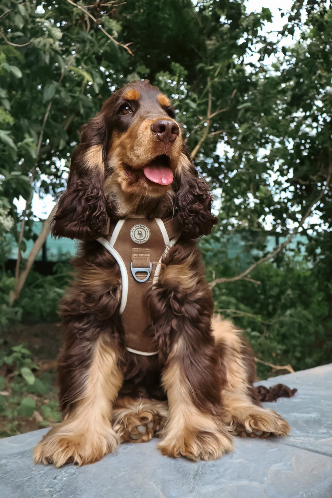 Chestnut Trail Adventurer Bundle