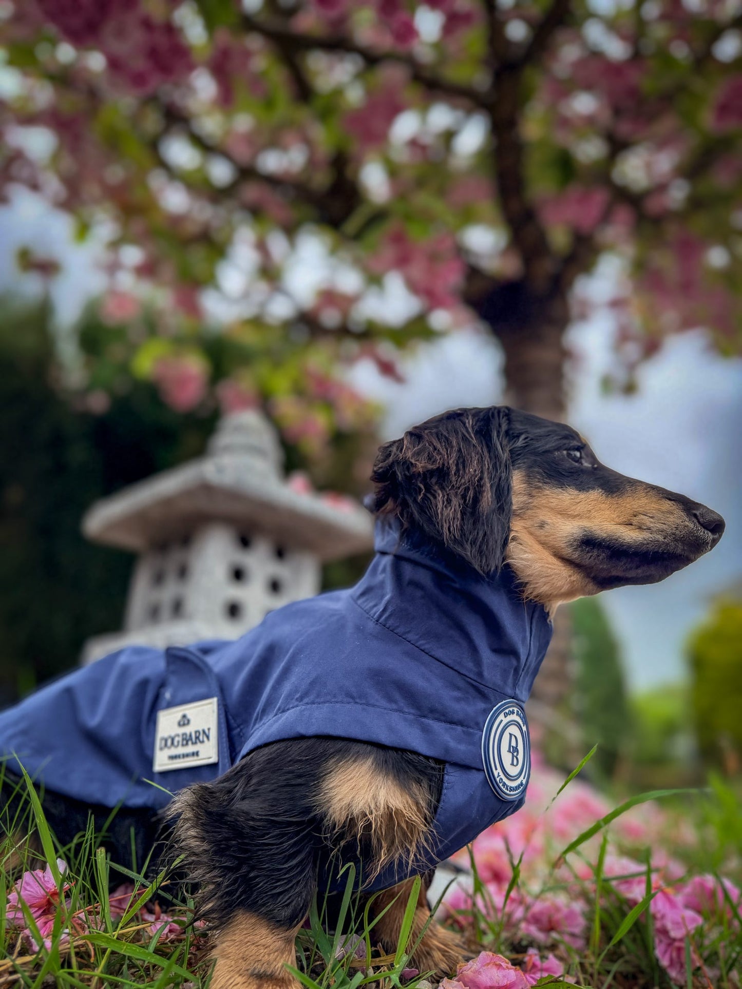 Dachshund Starlit Meadows Rain Jacket