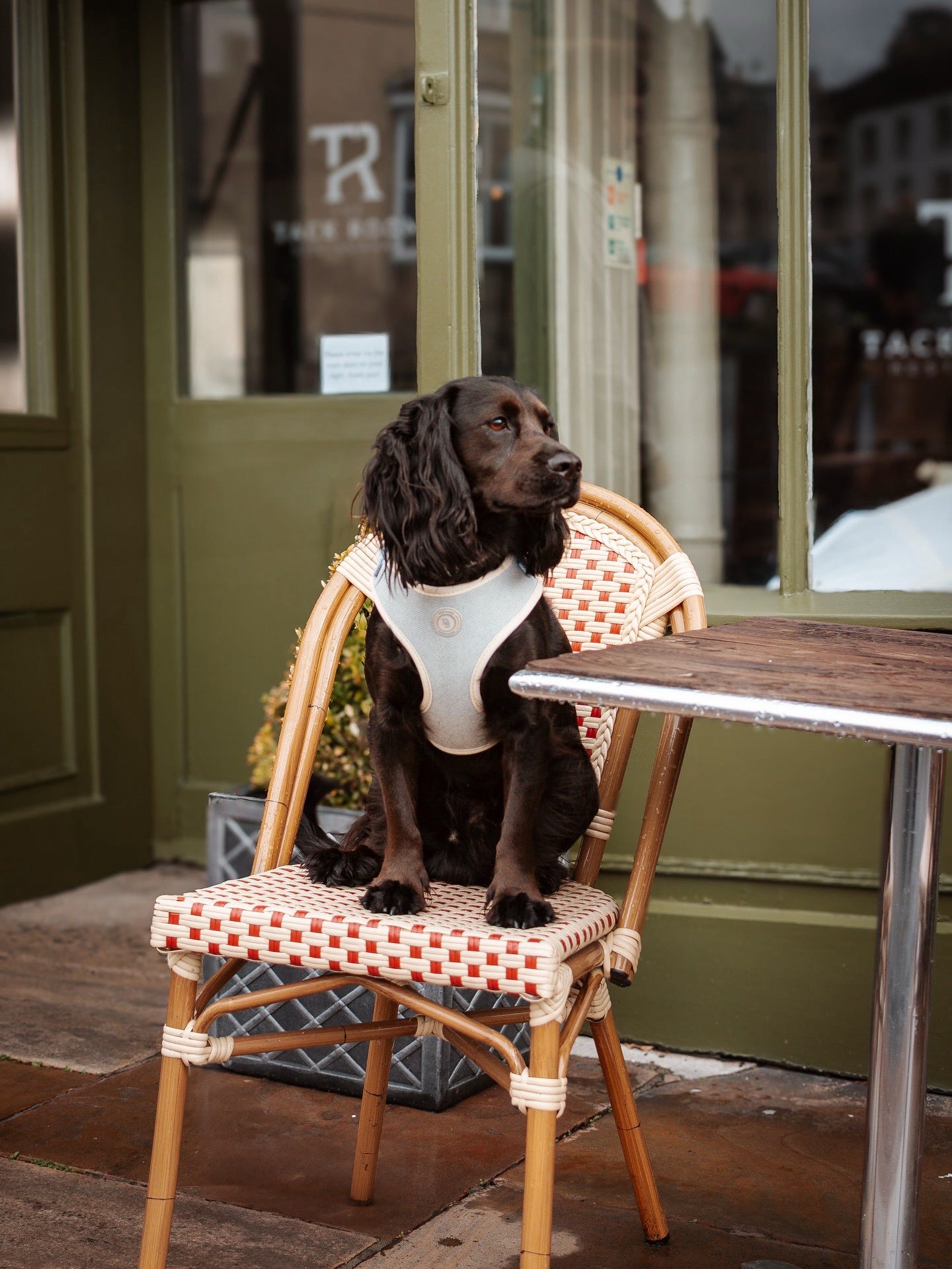 Duck Egg Vale Tweed Harness