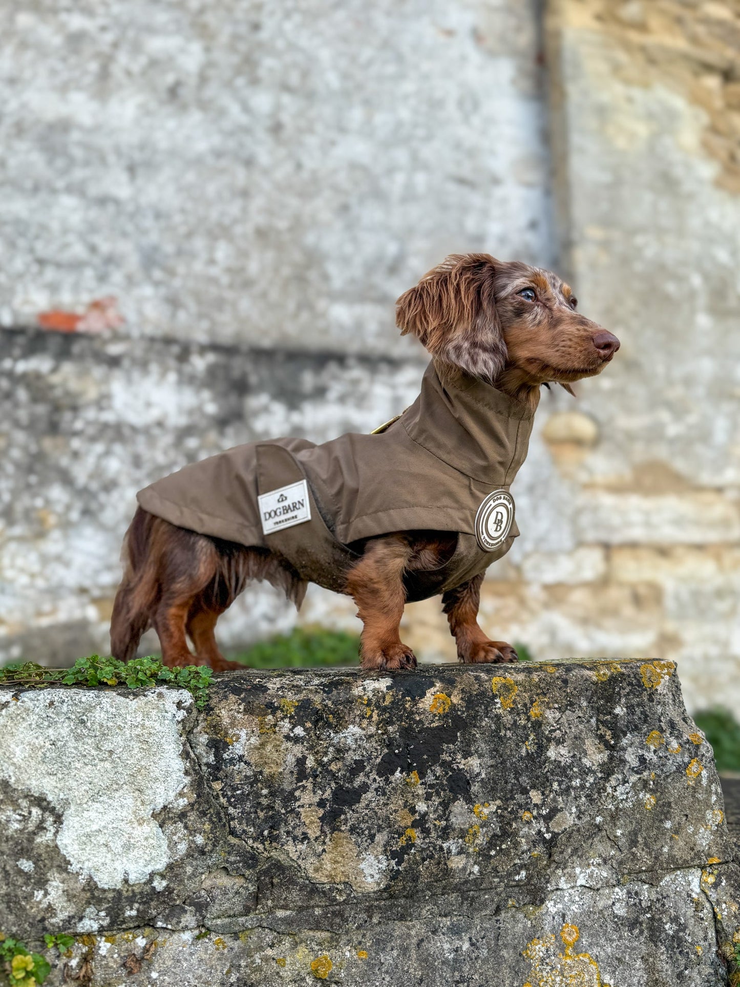 Dachshund Chestnut Trail Rain Jacket