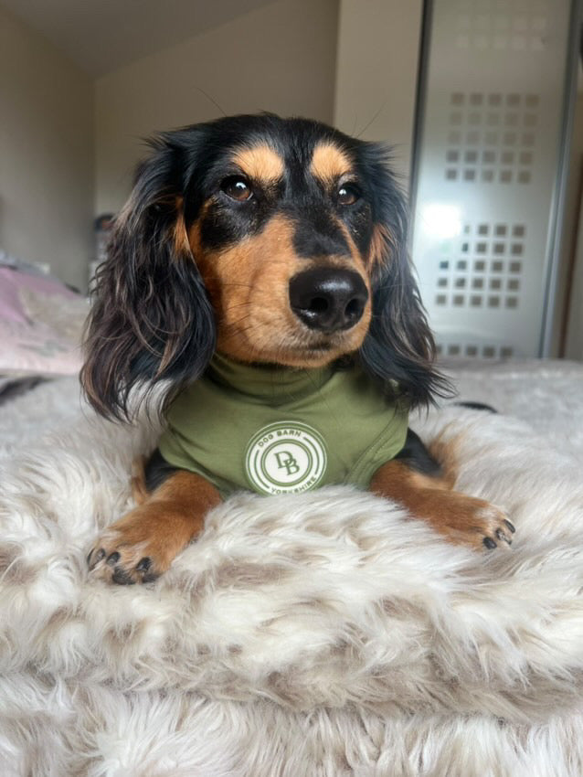 Dachshund Forest Glade Summer T Shirt