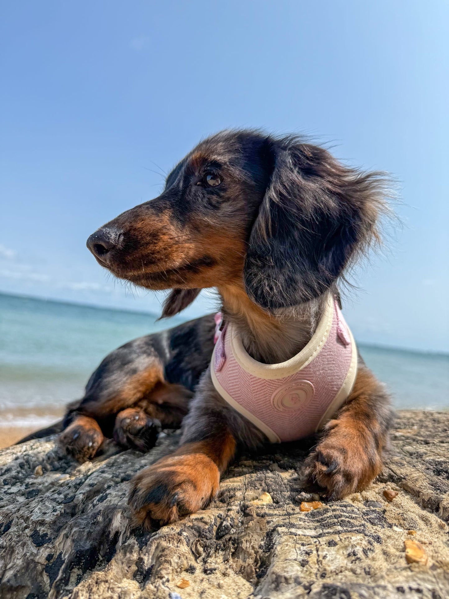 Blush Petal Tweed Harness