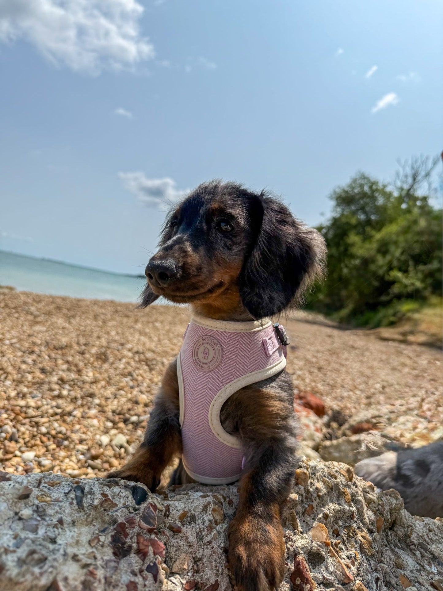 Blush Petal Tweed Harness