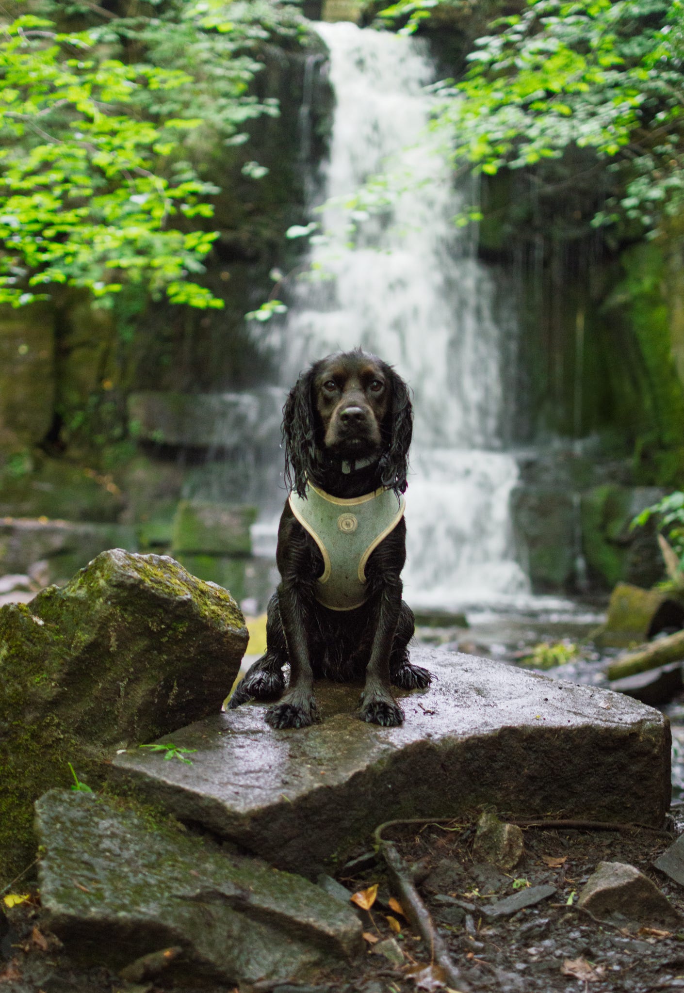 Duck Egg Vale Tweed Harness