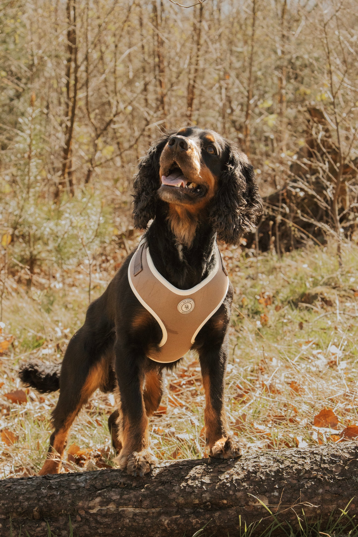 Chestnut Trail Harness