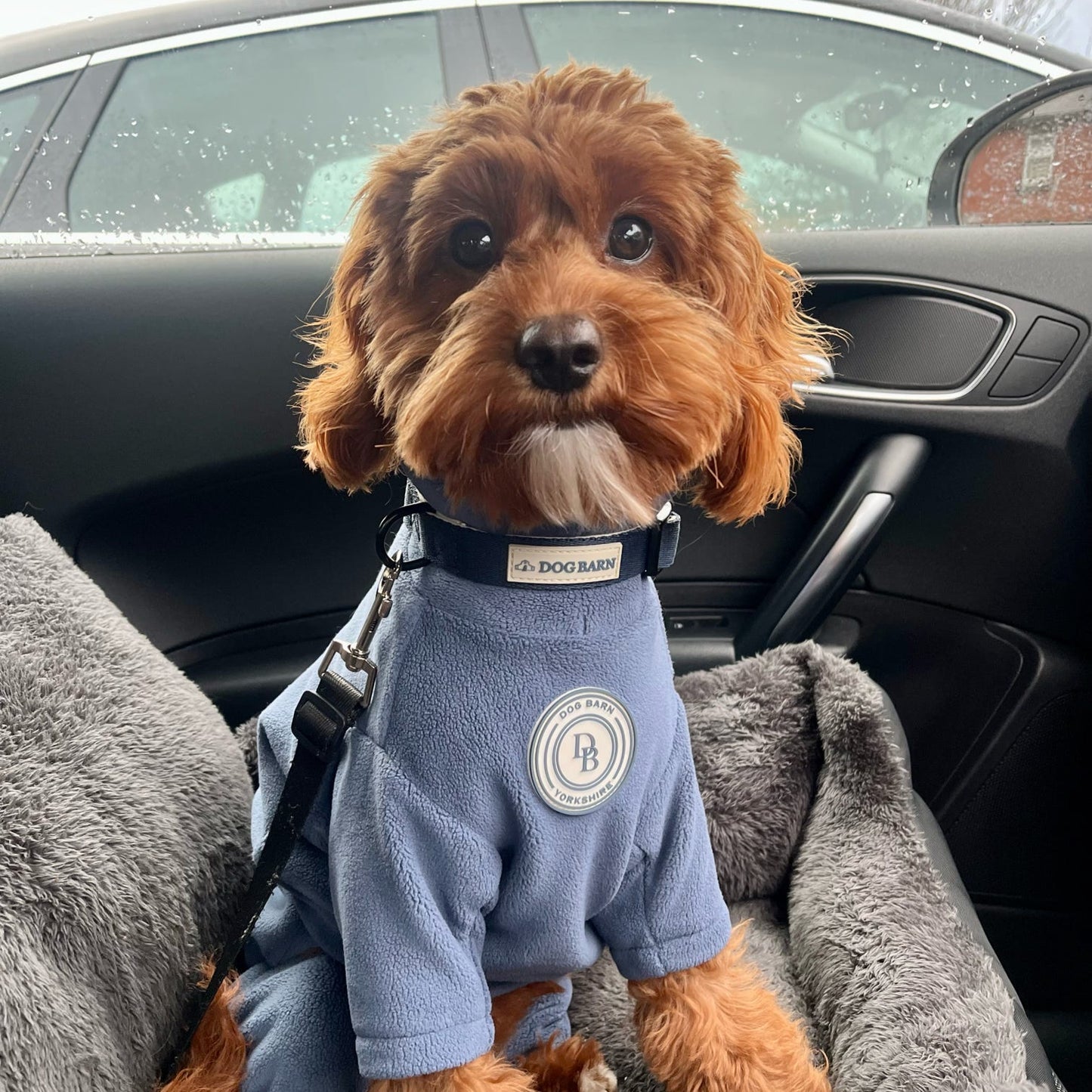 Starlit Meadow Collar