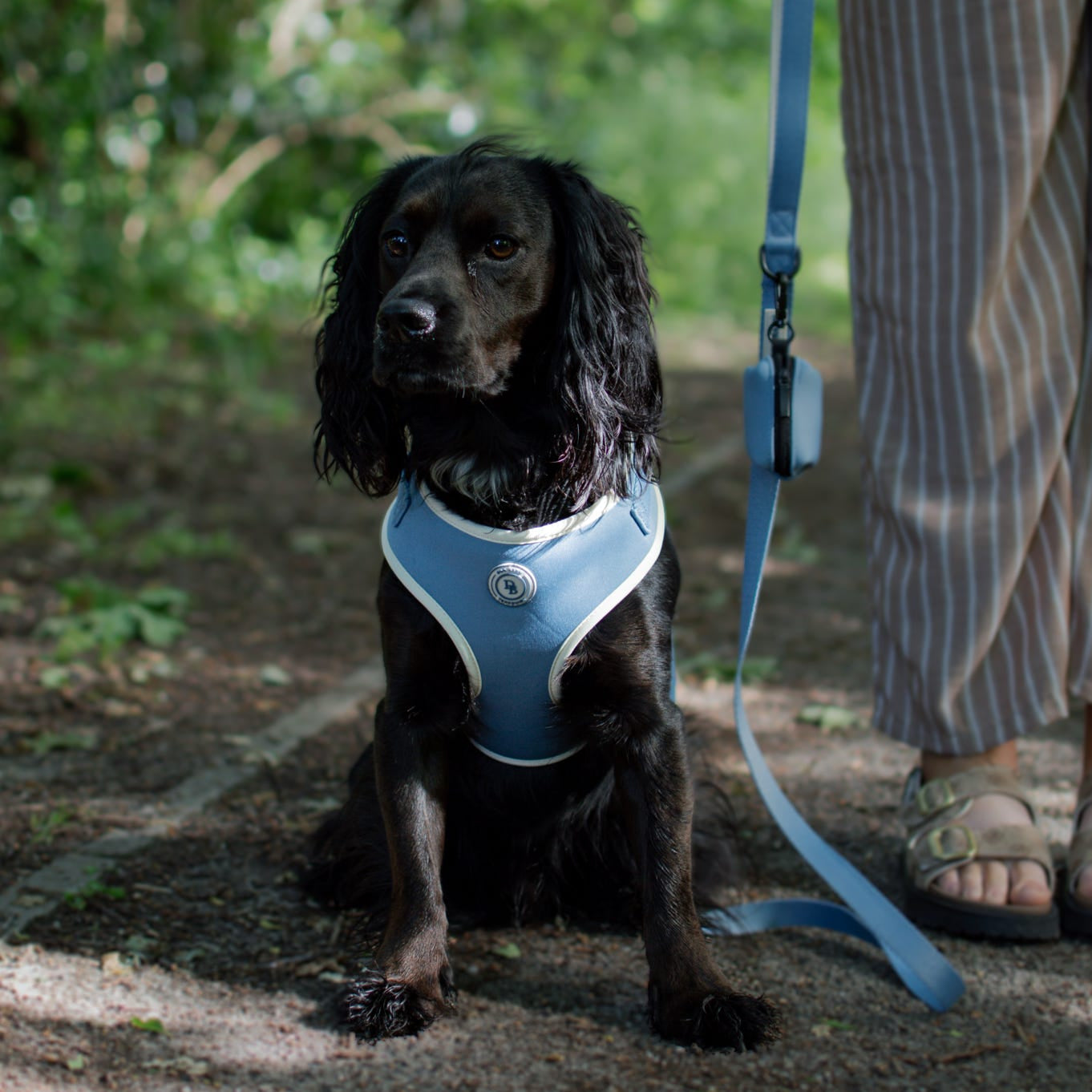 Dog wearing a blue harness sitting on a path with a person holding a leash.