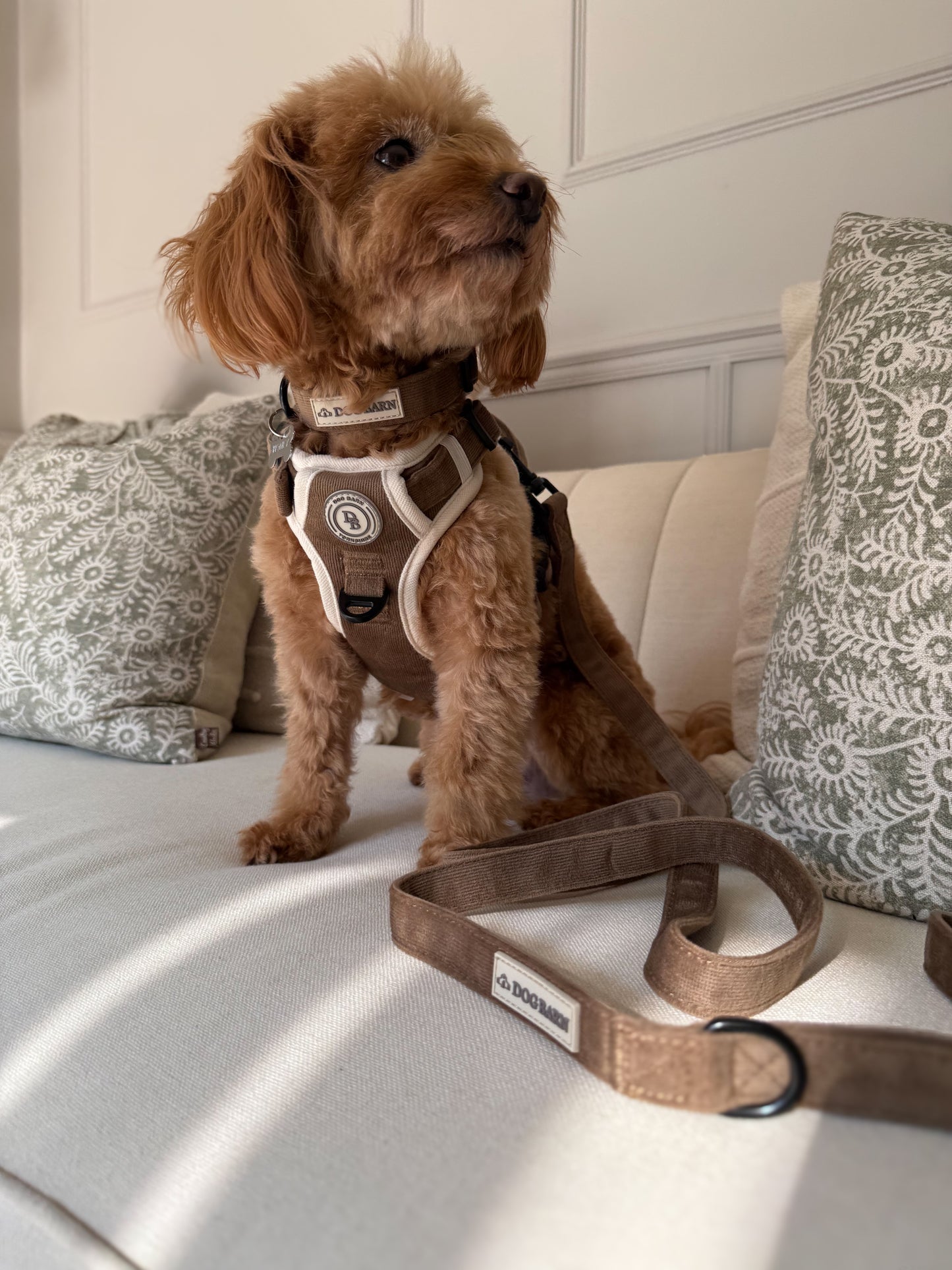 Chestnut Trail Adventurer Lead
