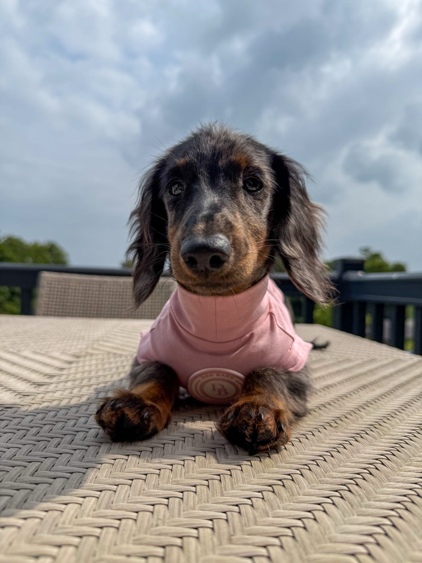 Dachshund Blush Petal Summer T Shirt