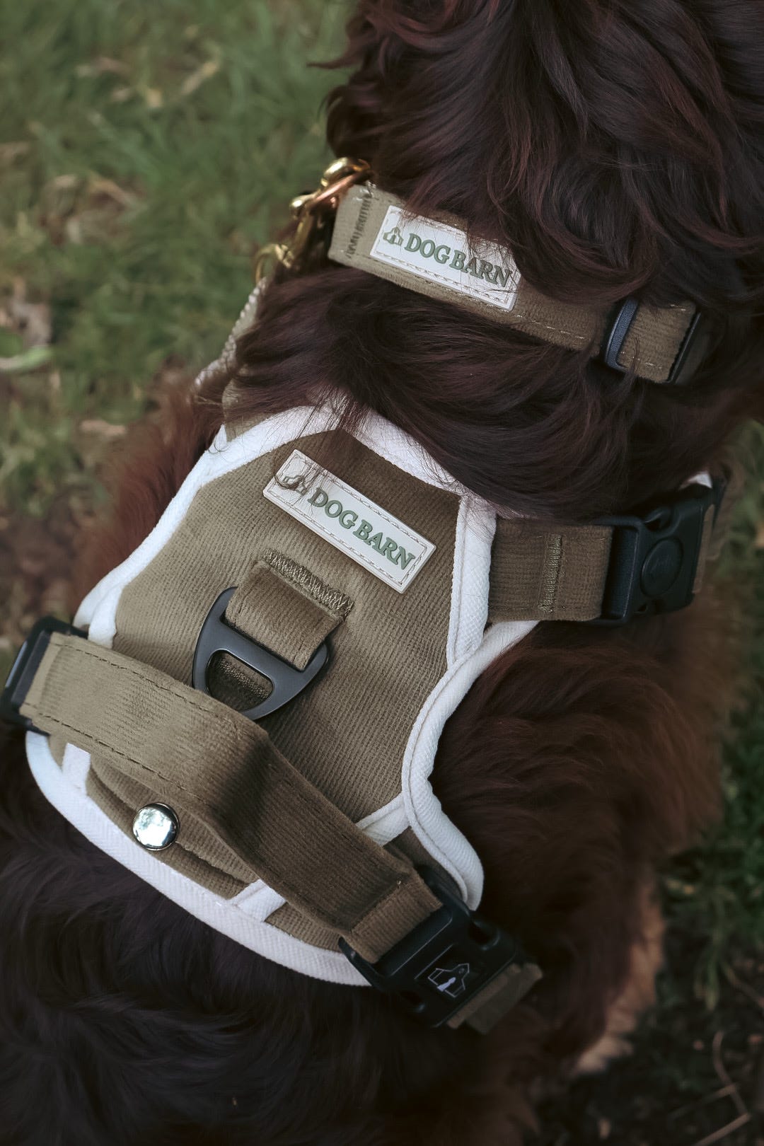 Forest Glade Adventurer Collar
