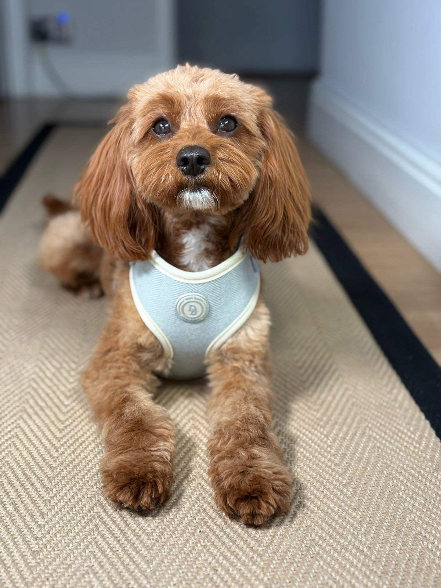 Duck Egg Vale Tweed Harness