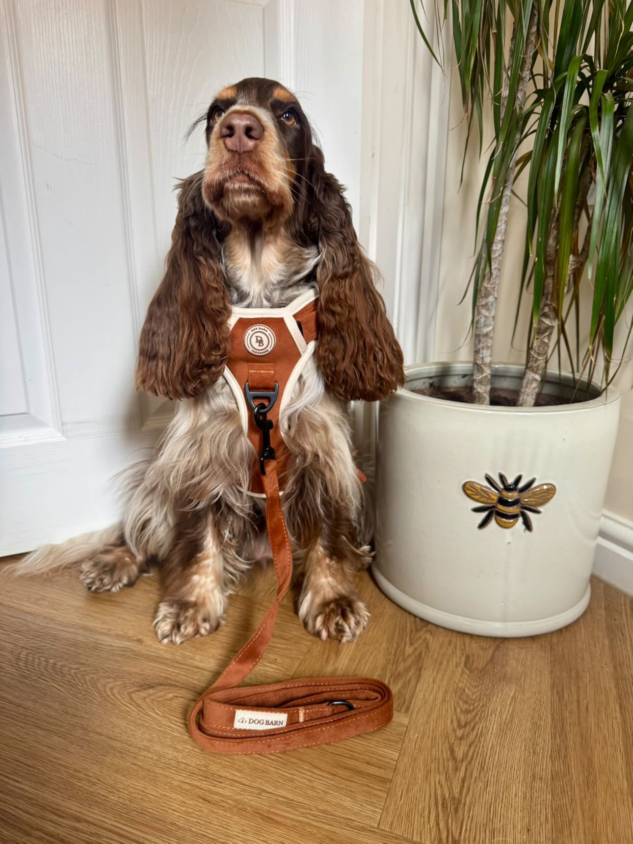 Autumn Spice Adventurer Lead