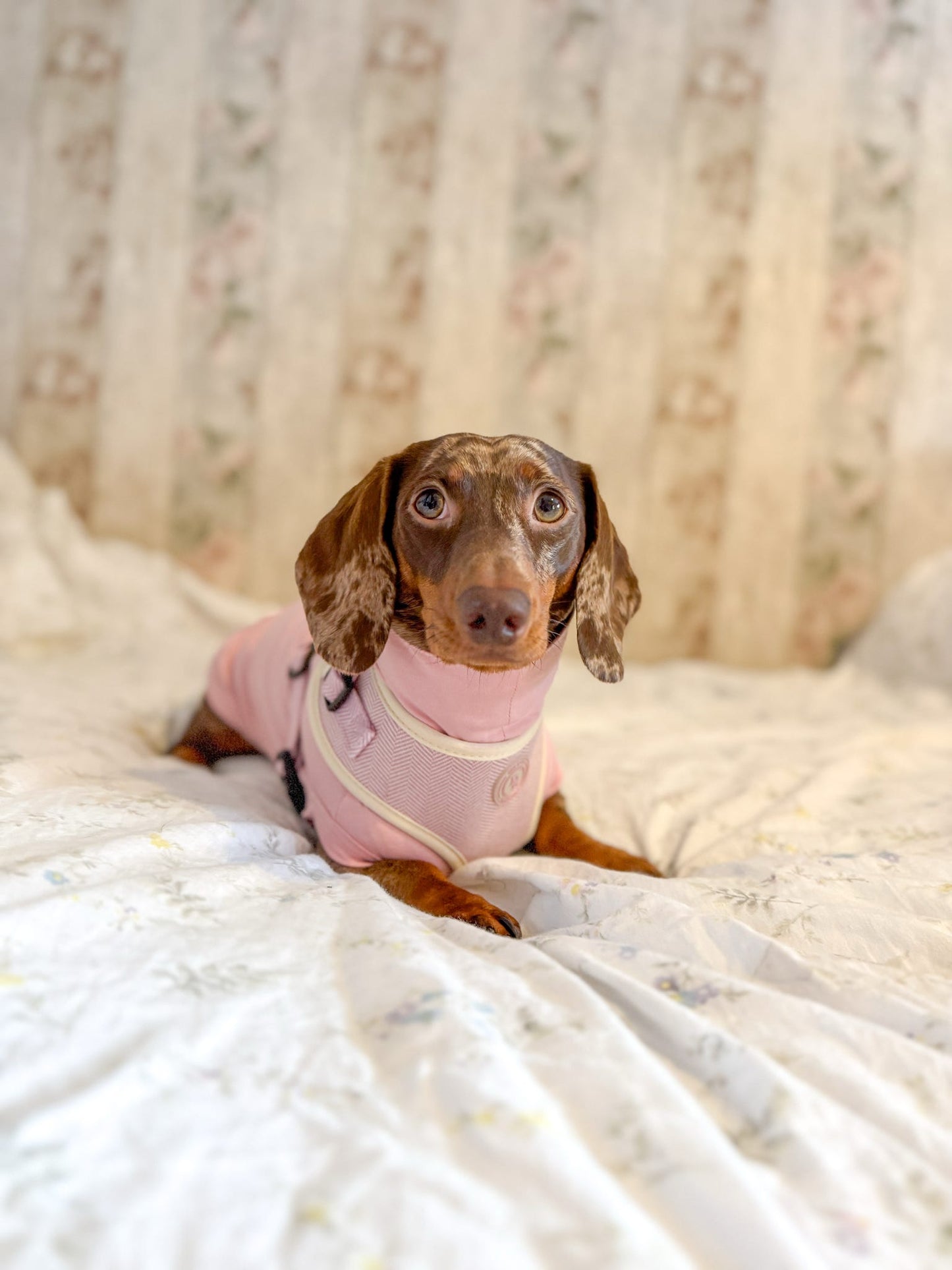 Blush Petal Tweed Harness