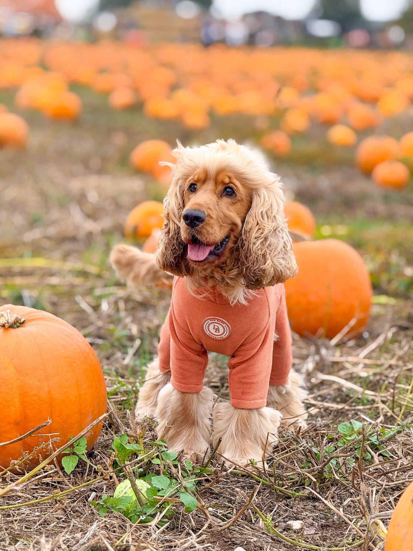 Pumpkin Spice Fleece Suit