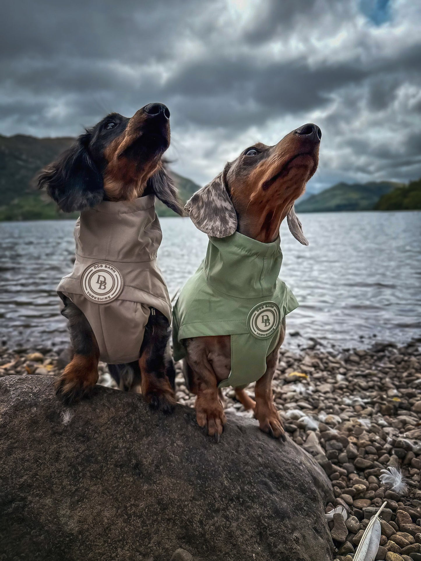 Dachshund Truffle Dusk Rain Jacket