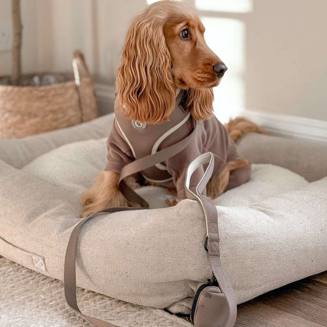 Chestnut Trail Collar