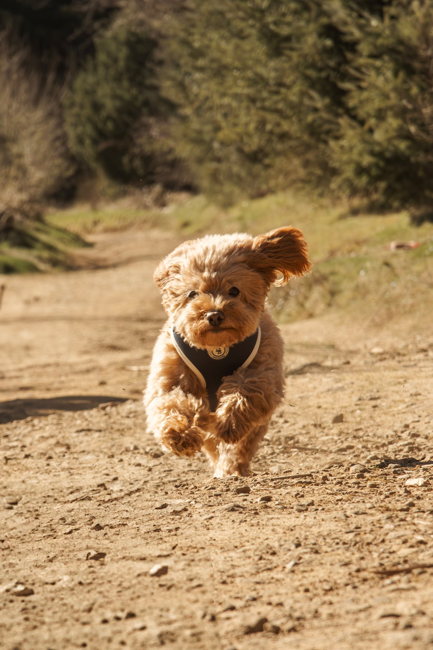Starlit Meadow Harness