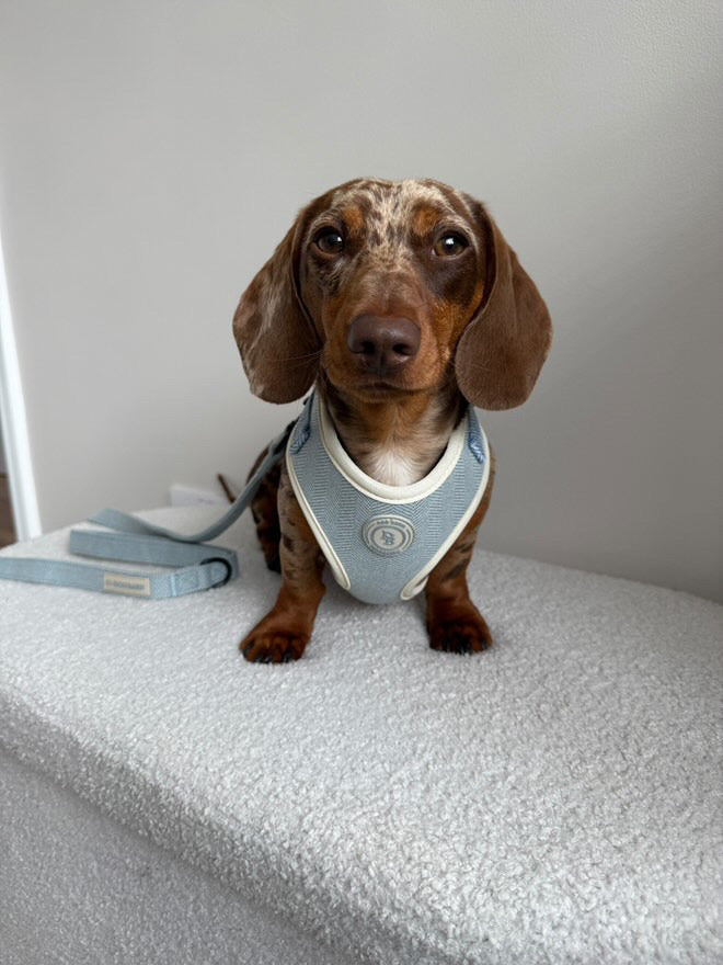 Duck Egg Vale Tweed Harness