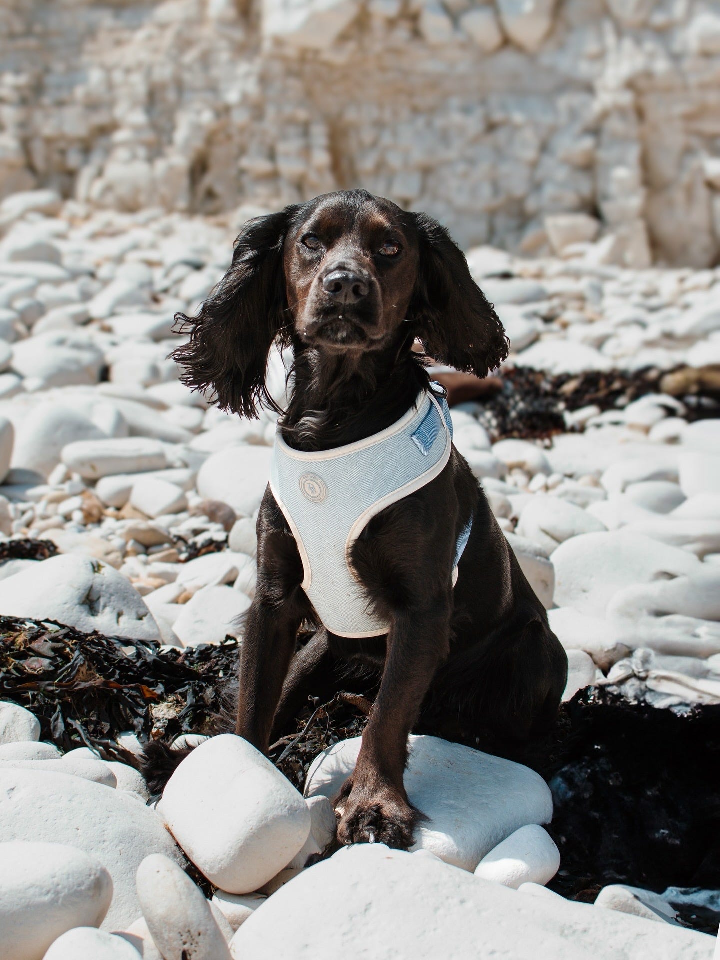 Duck Egg Vale Tweed Harness