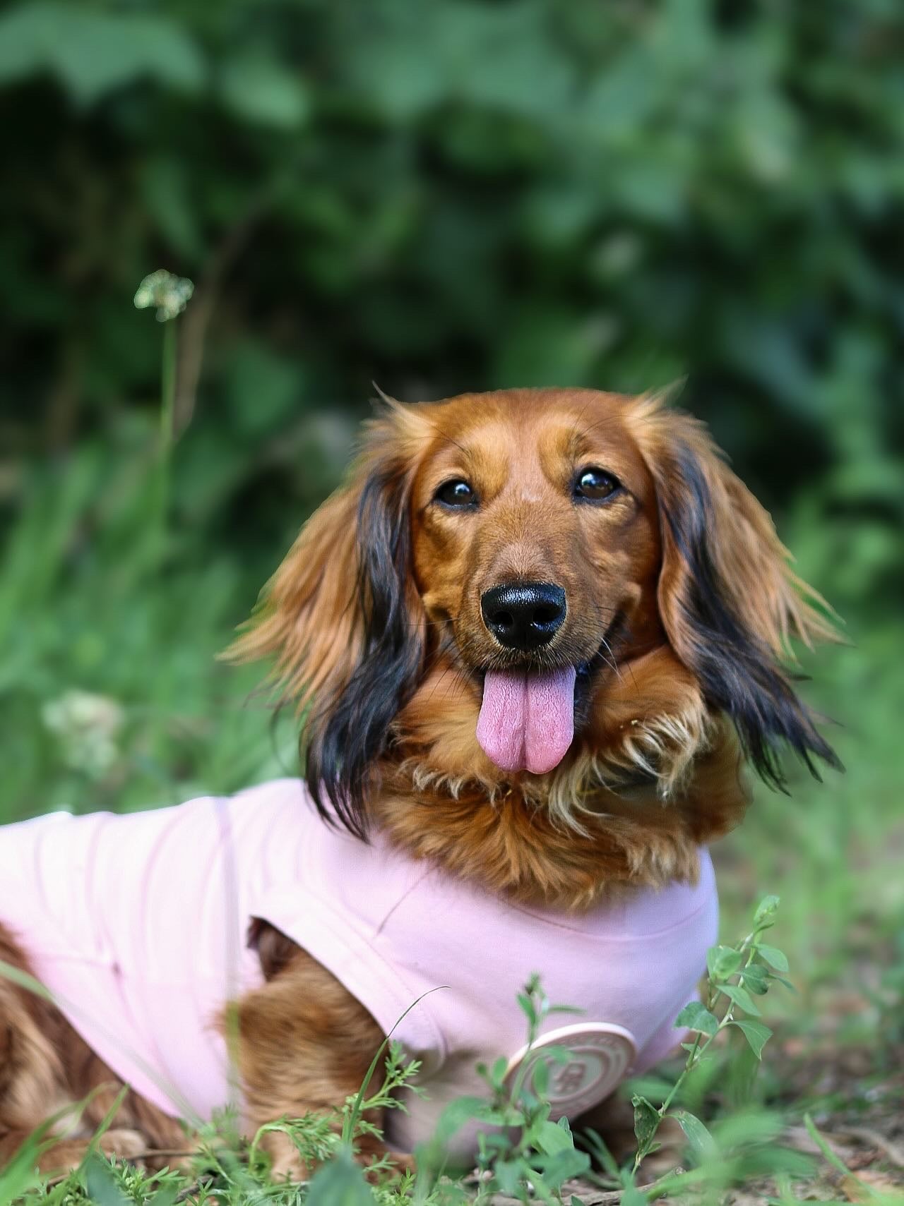 Dachshund Blush Petal Summer T Shirt
