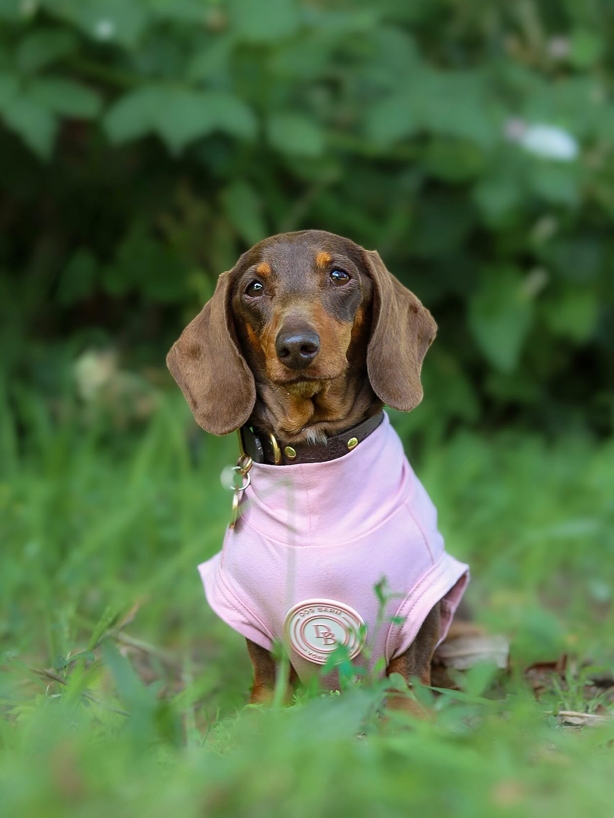 Dachshund Blush Petal Summer T Shirt