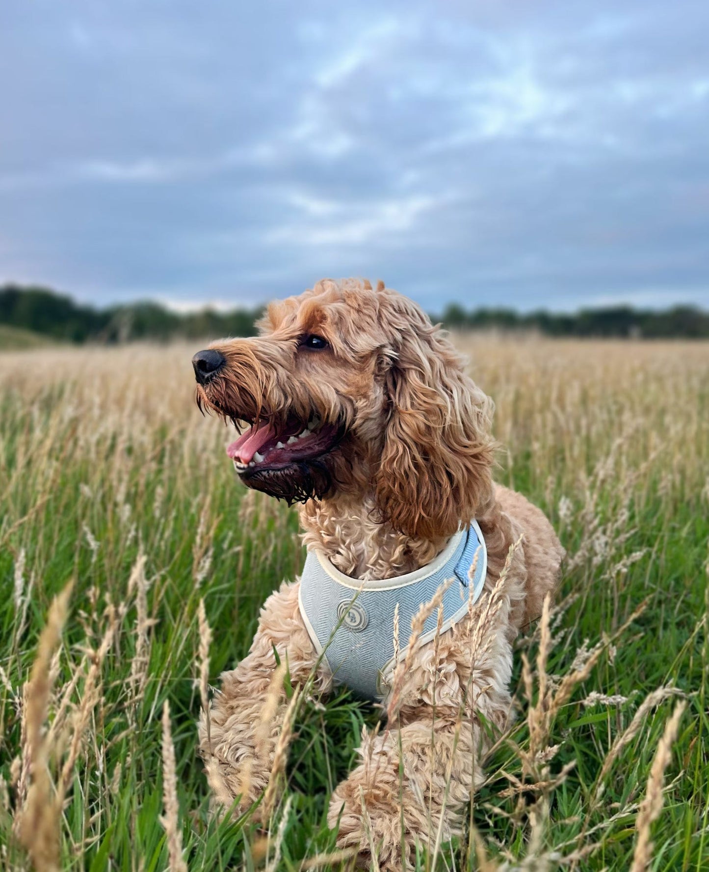 Duck Egg Vale Tweed Harness