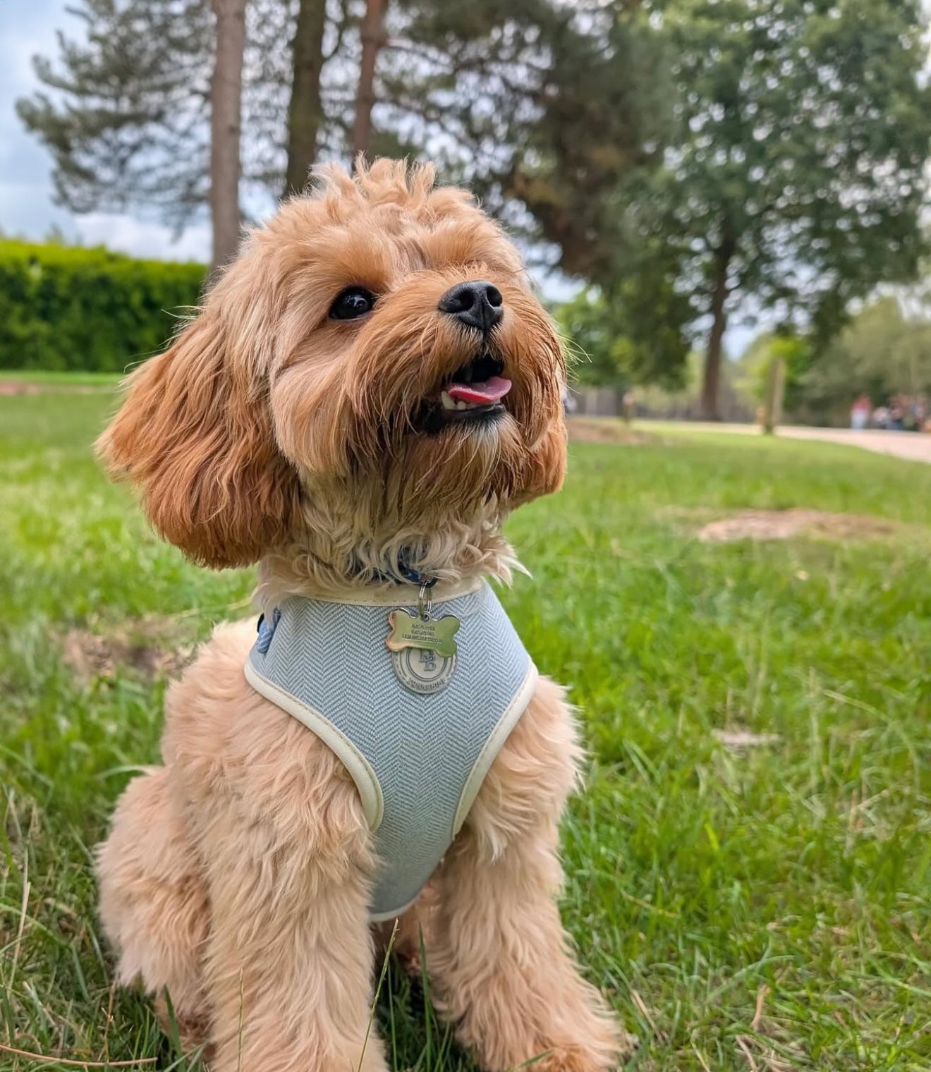Duck Egg Vale Tweed Harness