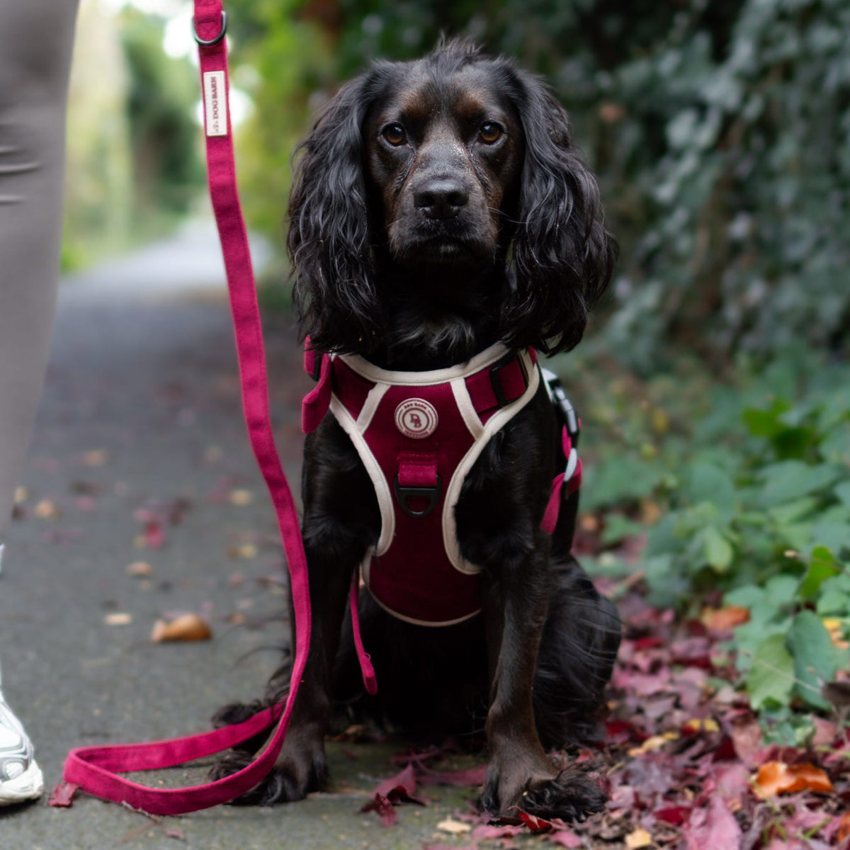 Dog on a leash sitting on a path with greenery in the background