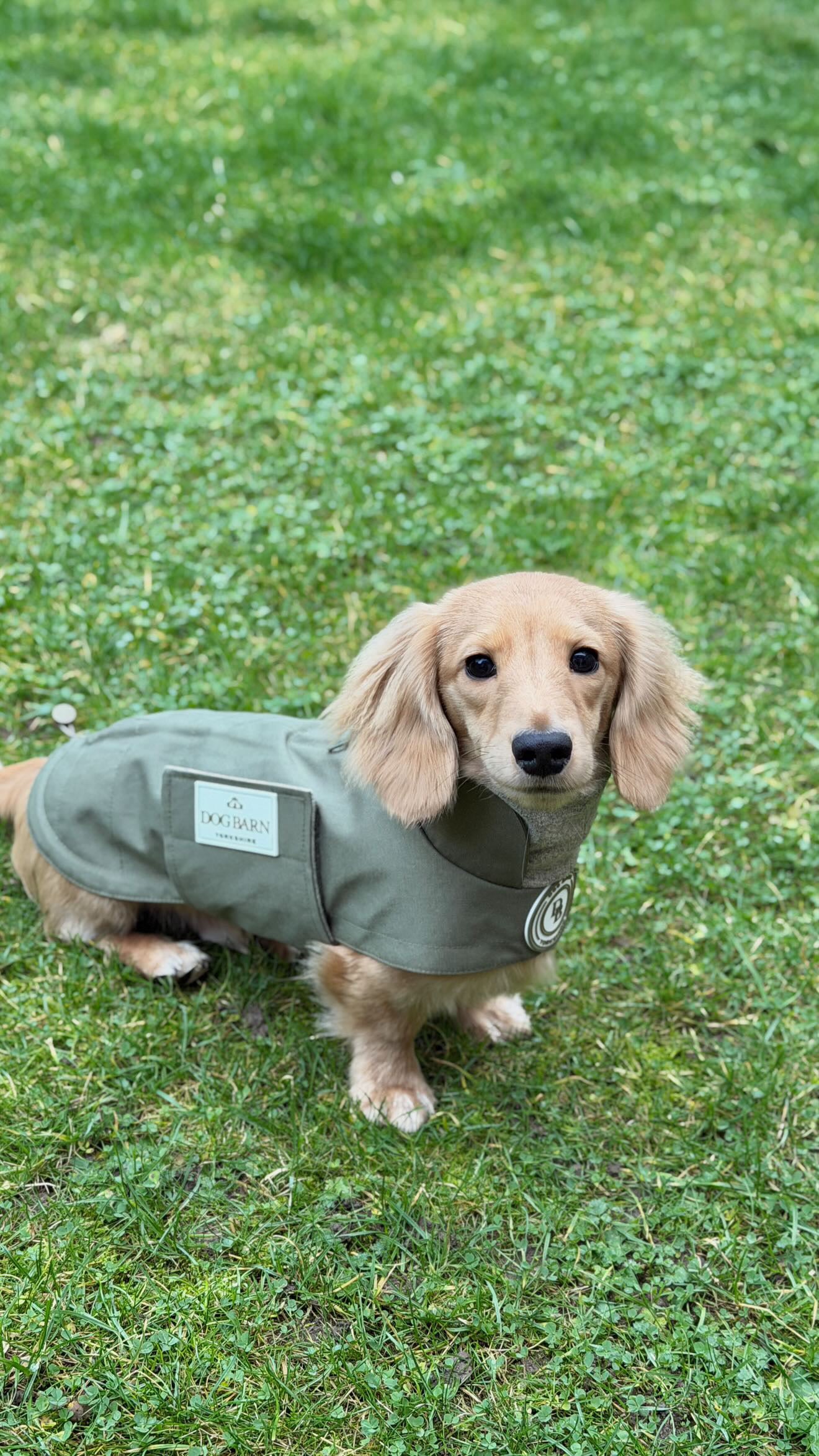 Dachshund Forest Glade Winter Rain Jacket (Fleece Lined)