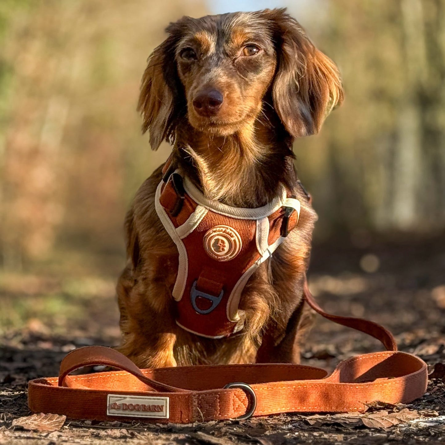 Dachshund wearing a harness and leash in a forest setting