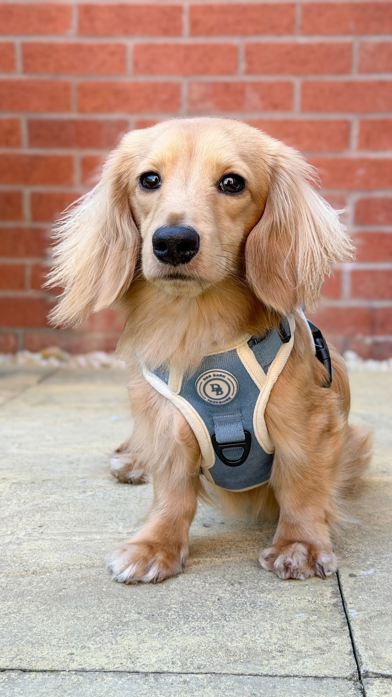 Dachshund Blue Sky Moor Adventurer Harness (Corded Material)
