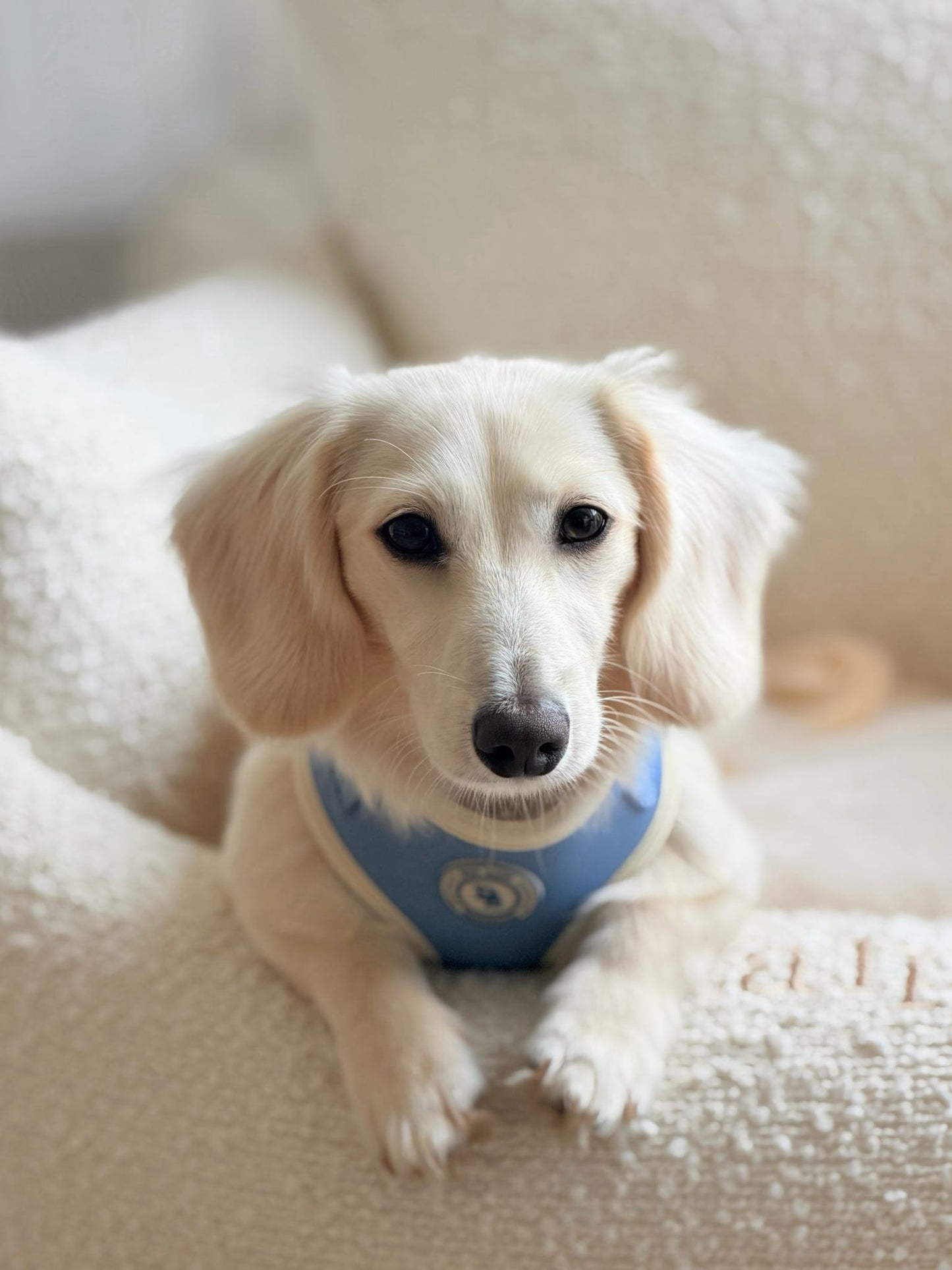 Blue Sky Moor Harness Bundle