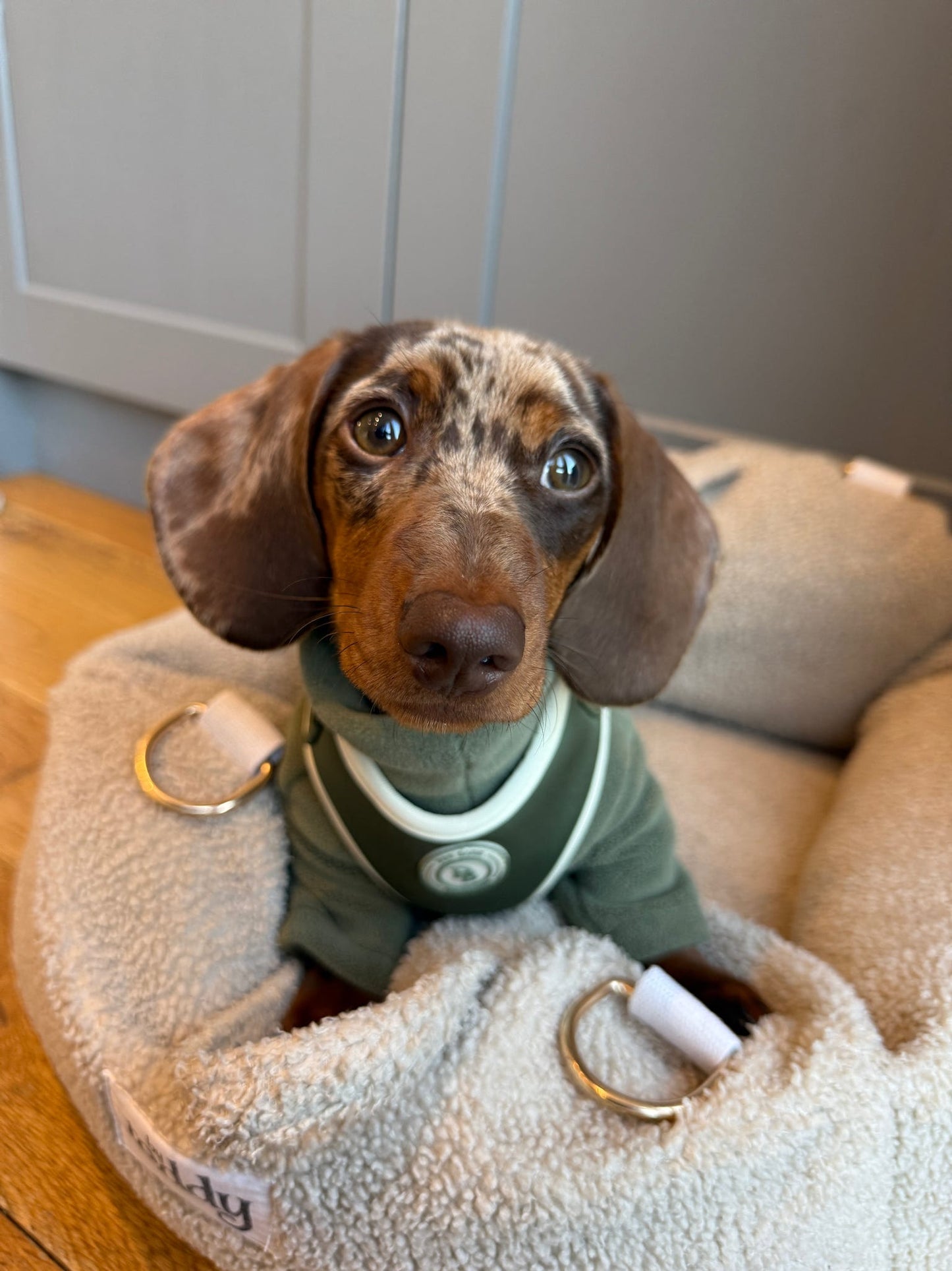 Dachshund Forrest Glade Harness