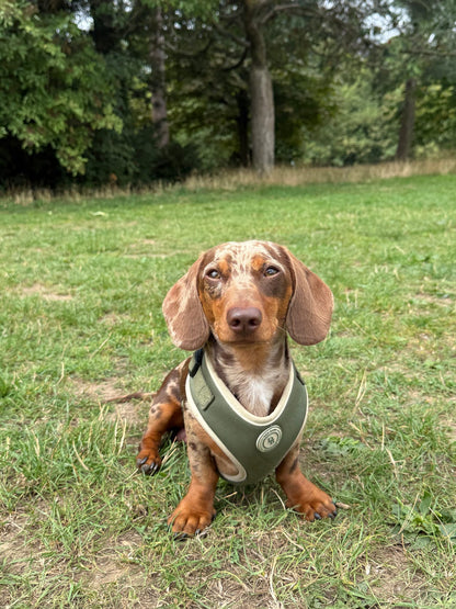 Dachshund Forrest Glade Harness