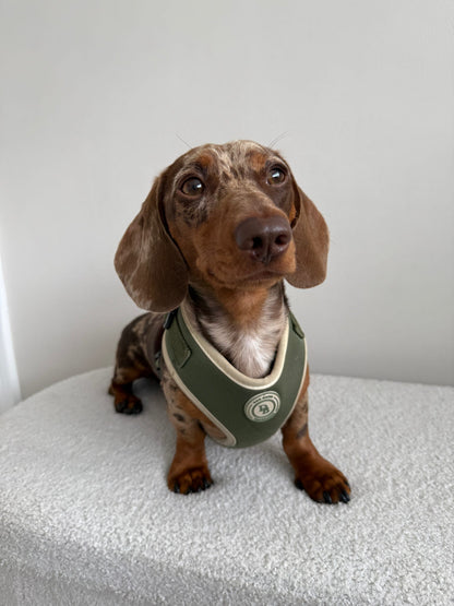 Dachshund Forrest Glade Harness