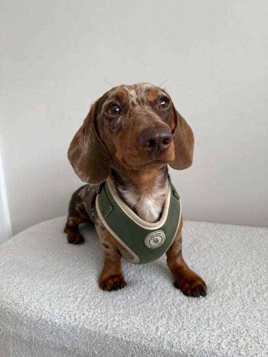 Dachshund Forrest Glade Harness