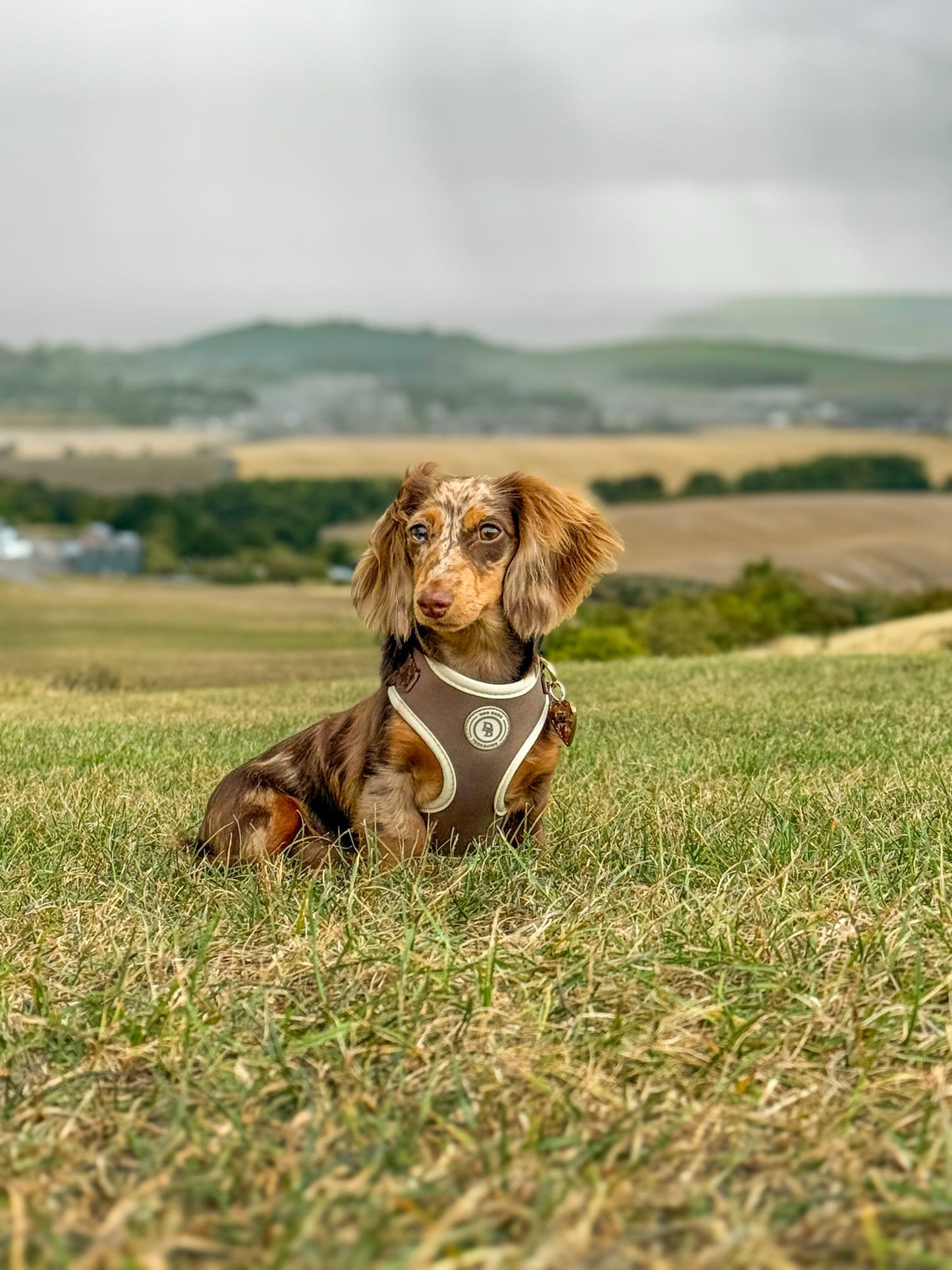Dachshund Chestnut Trail Harness
