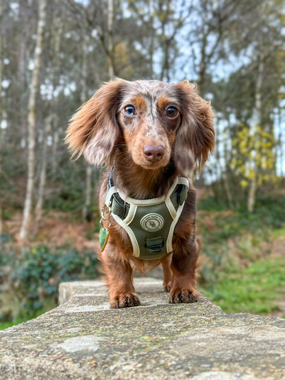 Dachshund Forest Glade Adventurer Harness