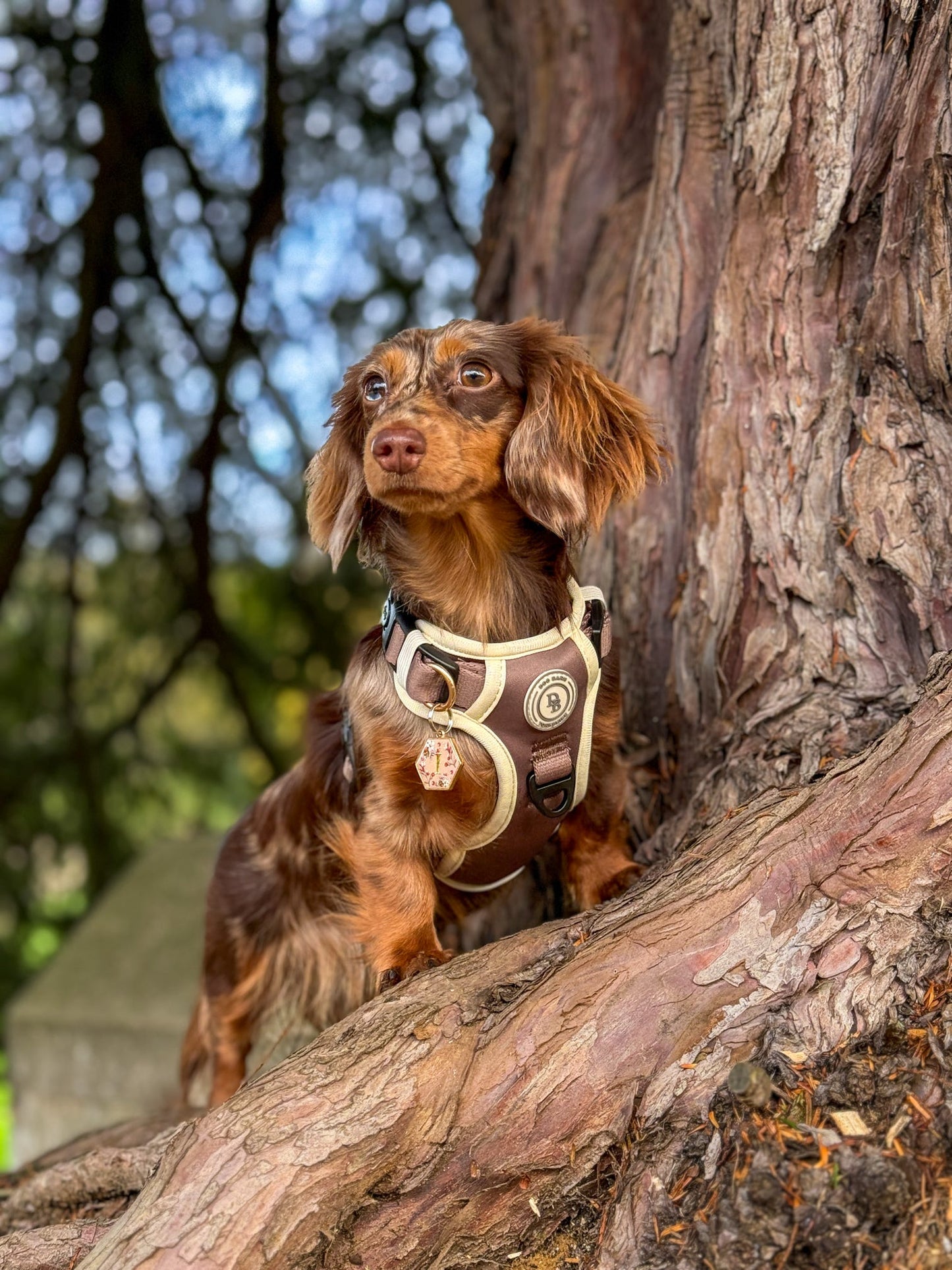 Dachshund Chestnut Trail Adventurer Harness