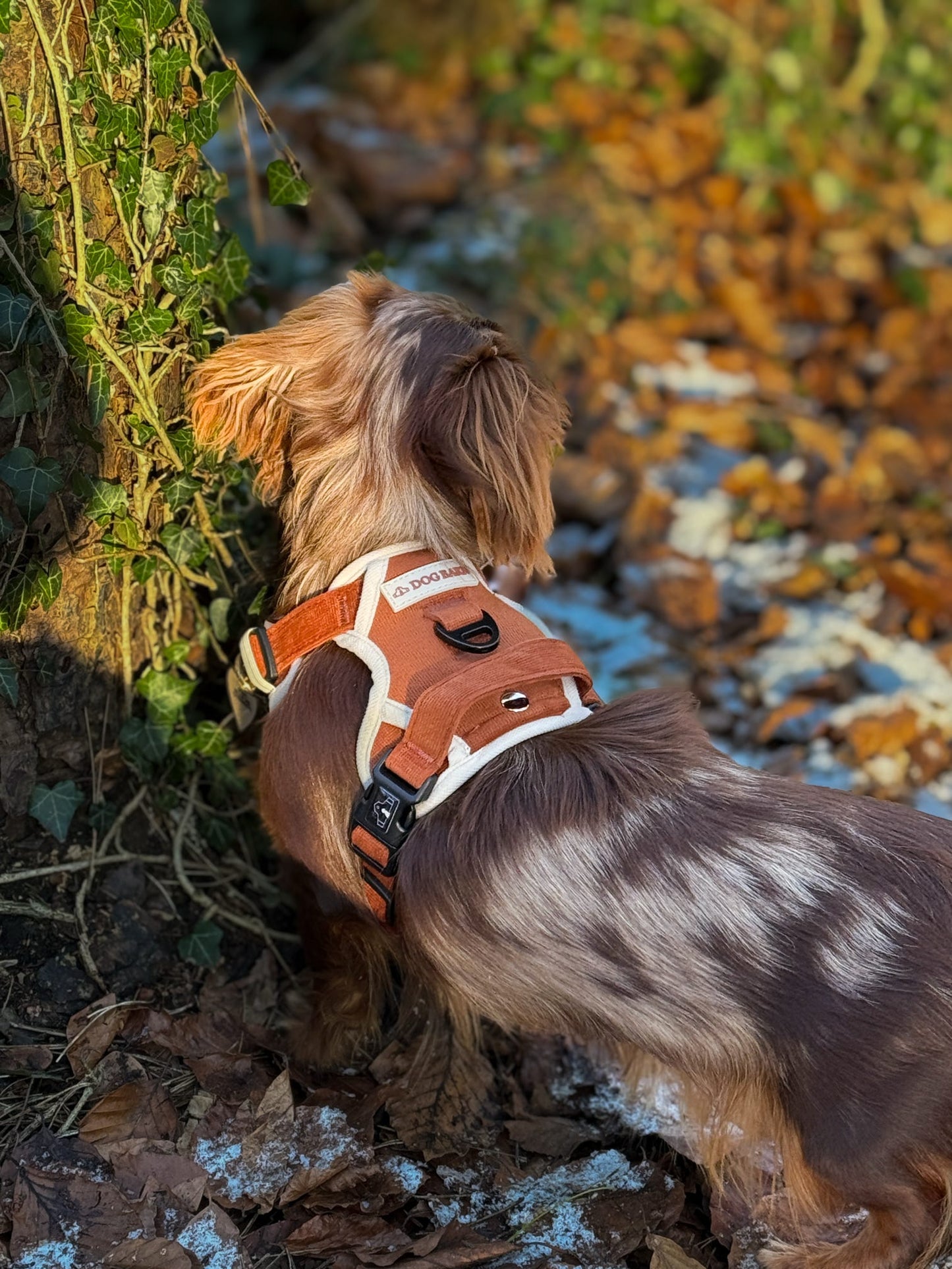 Dachshund Autumn Spice Adventurer Harness (Corded Material)