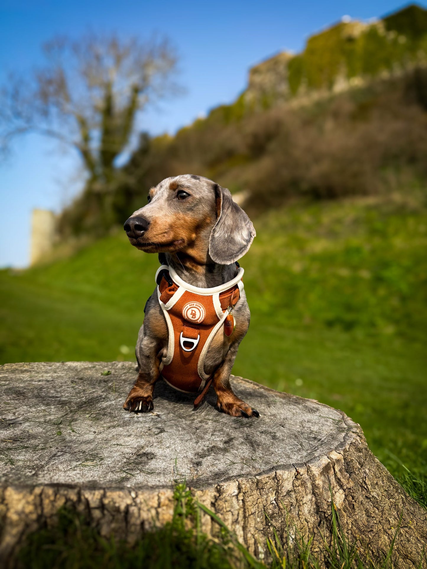 Dachshund Autumn Spice Adventurer Harness (Corded Material)