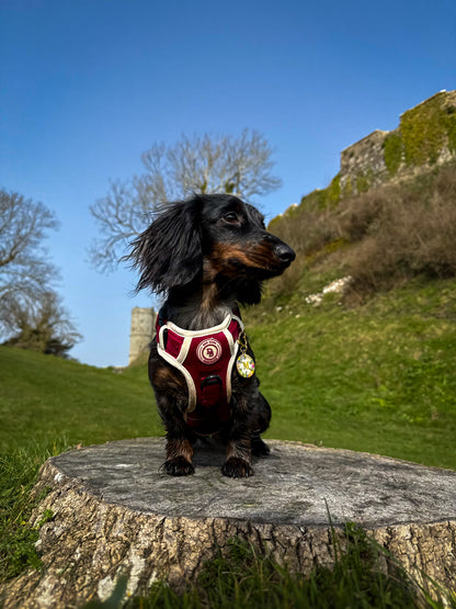 Dachshund Berry Moors Adventurer Harness (Corded Material)