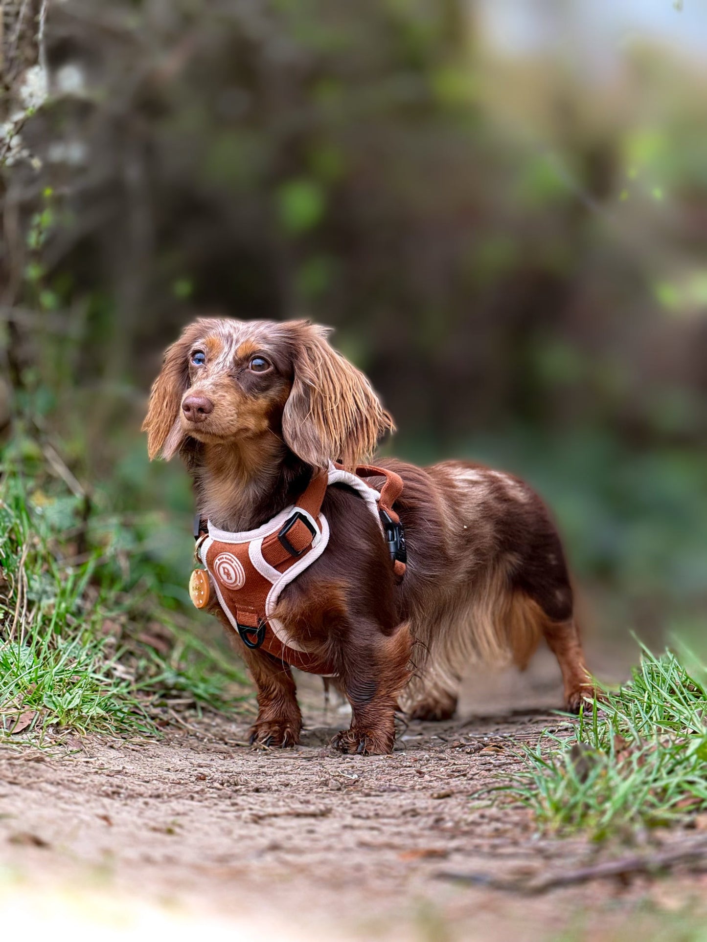 Dachshund Autumn Spice Adventurer Harness (Corded Material)