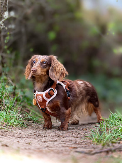 Dachshund Autumn Spice Adventurer Harness (Corded Material)