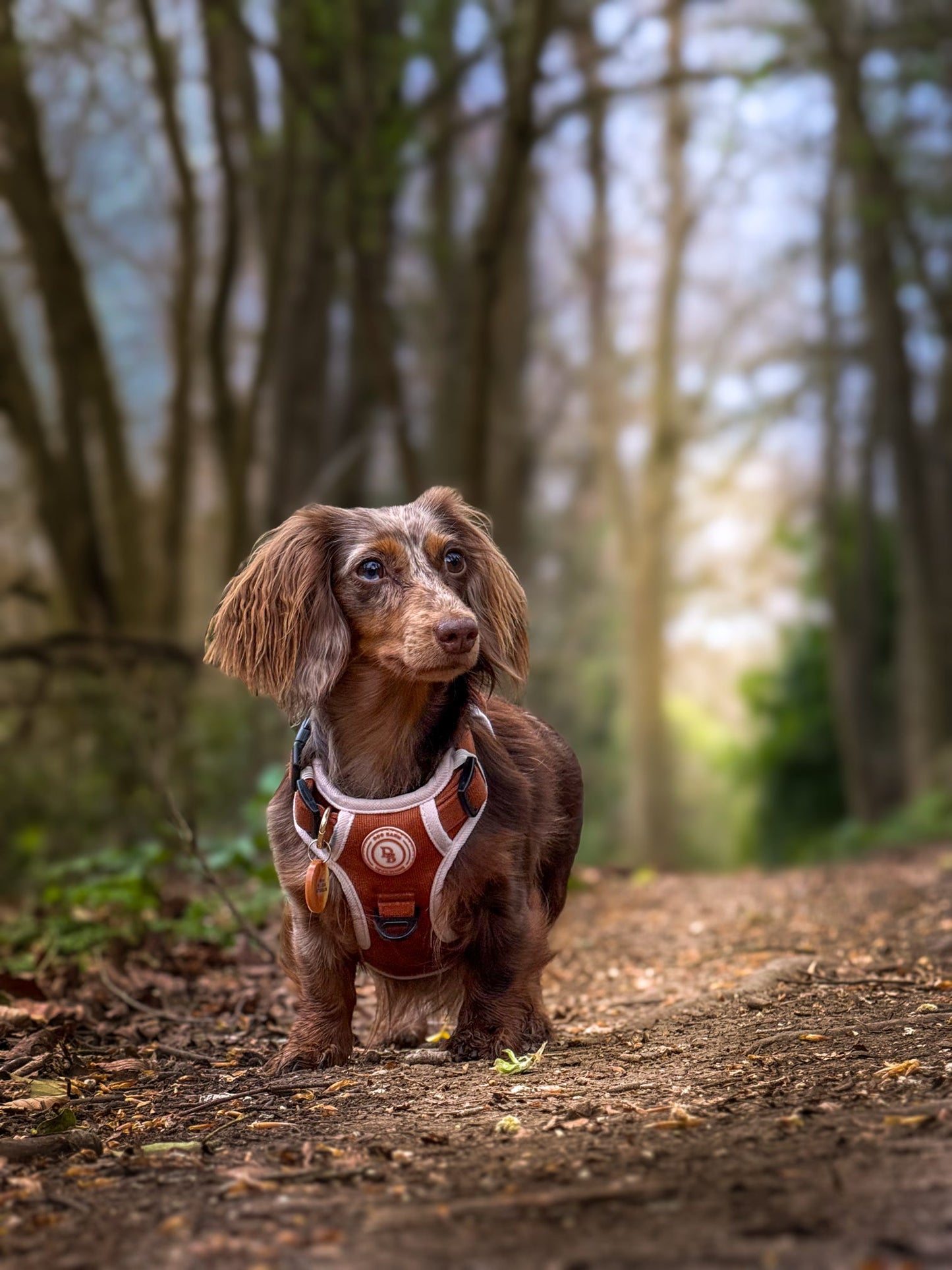 Dachshund Autumn Spice Adventurer Harness (Corded Material)