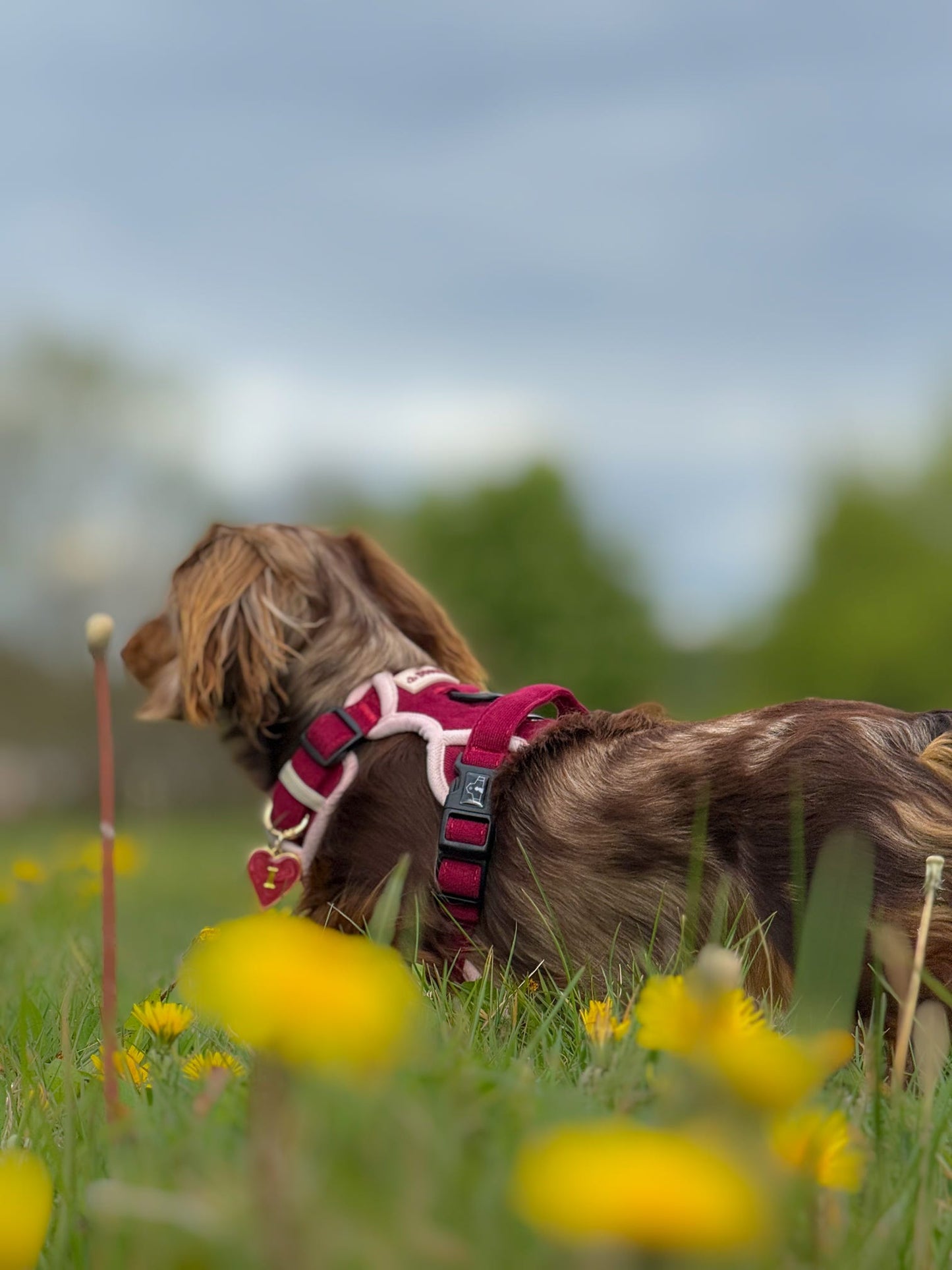 Dachshund Berry Moors Adventurer Harness (Corded Material)