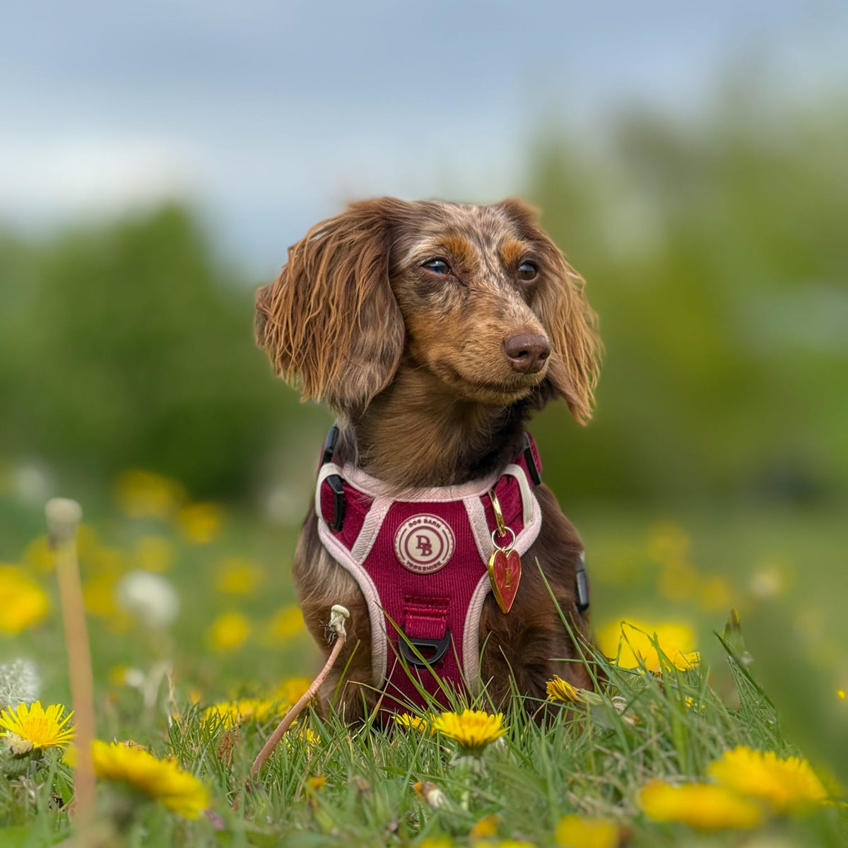 Dog wearing a harness in a field of yellow flowers with a blurred background