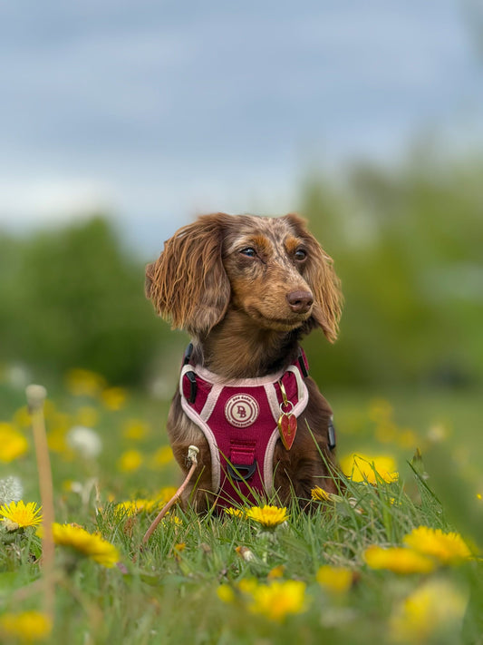 Dachshund Berry Moors Adventurer Harness (Corded Material)