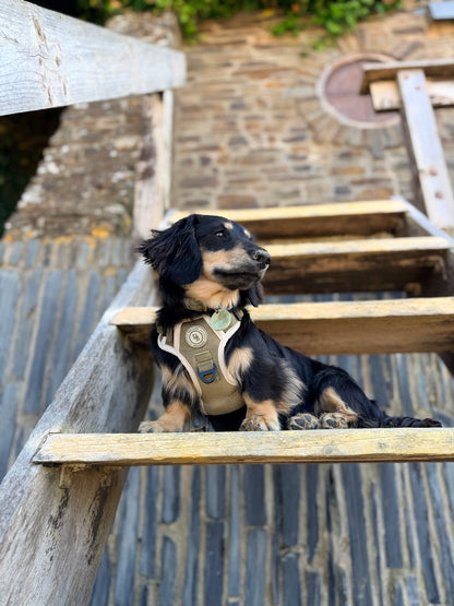 Dachshund Forest Glade Adventurer Harness (Corded Material)